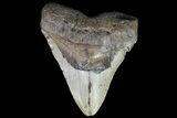 Huge, Megalodon Tooth - North Carolina #73831-1